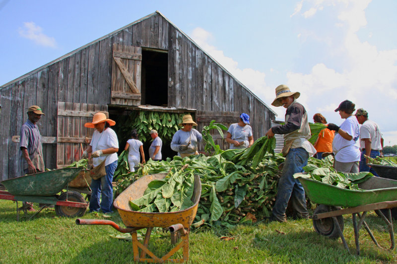 Perique Tobacco Harvest