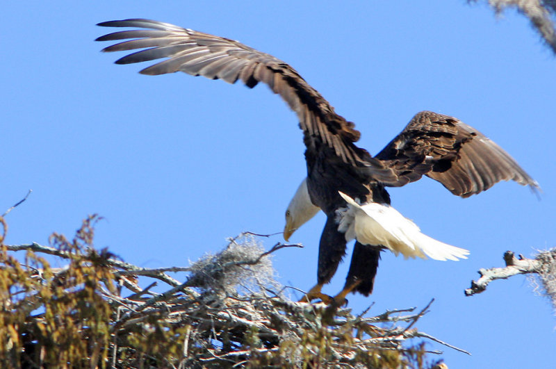 Incoming Flight