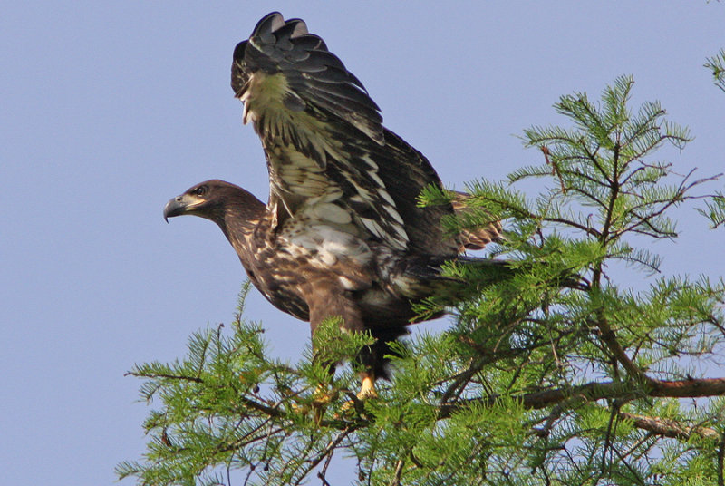 Young Eagle Gaining Courage to Attempt its First Flight