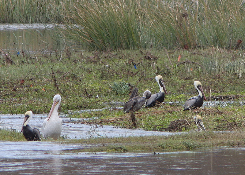 White and Brown Pelicans Wait for Fish in the Spillway Waters