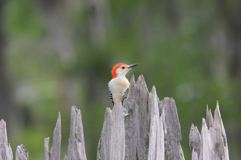 Sassy Little Bird--Woodpecker