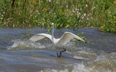 Great White Egret  doing a Water Ballet 
