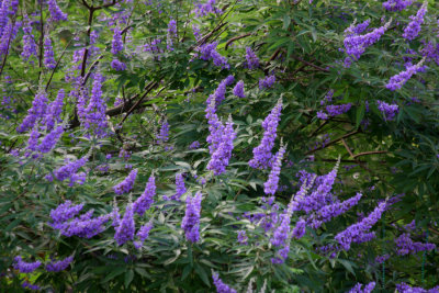 Louisiana's Lilacs -The Vitex Tree