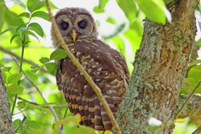 Barred Owl -Young One