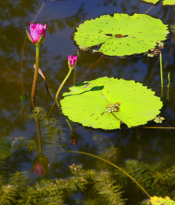 Lilies in a pond