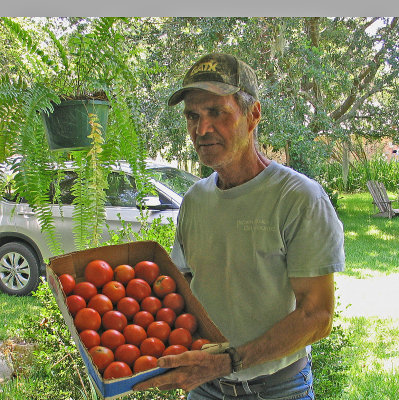 Creole Tomatoes Delivered by Timmy Perilloux