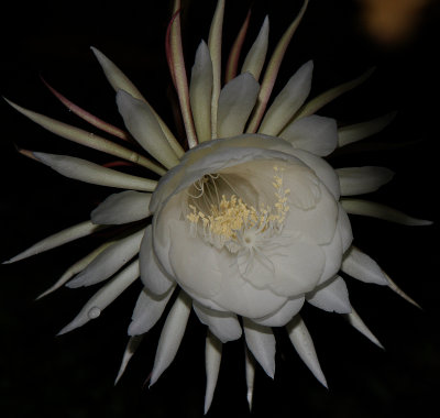 The Inside World of the Night Blooming Cereus