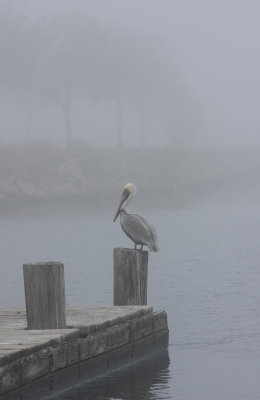 Pelican in fog.
