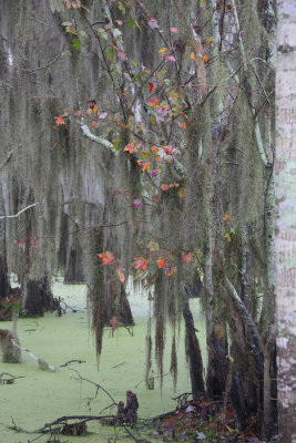Autumn Colours in a Louisiana Swamp 