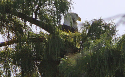 Bald Eagle