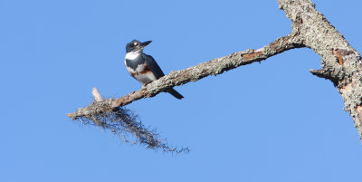 The Belted Kingfisher--the elusive Kingbird