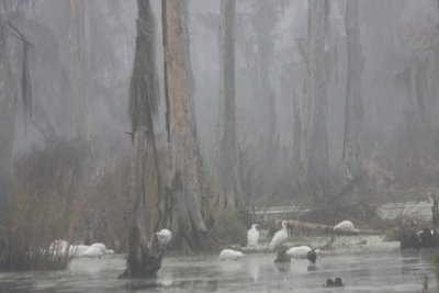 Swamp in fog