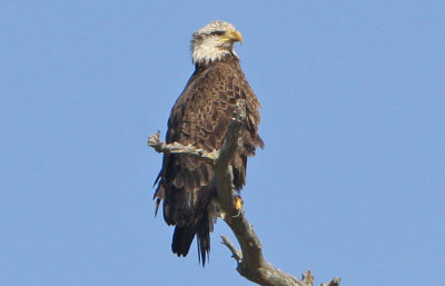 Immature Two Year Old Bald  Eagle
