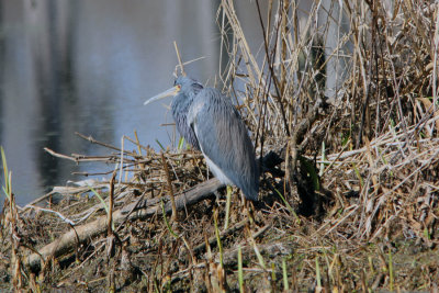 Great Blue Heron