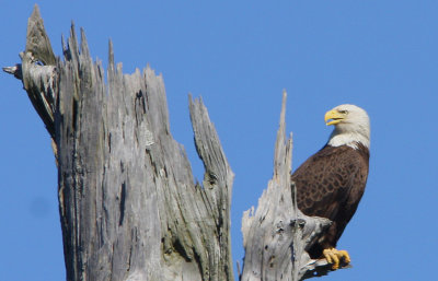 Bald Eagle taking a respite from the nest