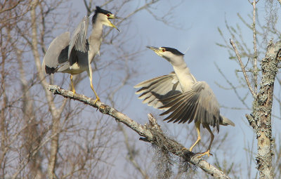  Black Crowned Herons in Breeding Colors and feathers