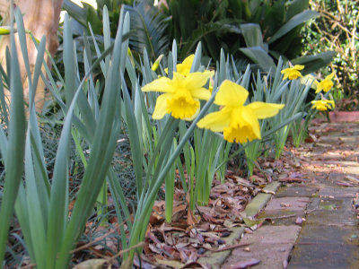 I have blooming Daffodils