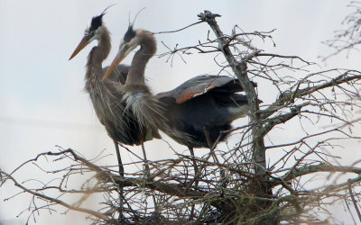 Great Blue Herons in their Fancy Dress of the Mating Season