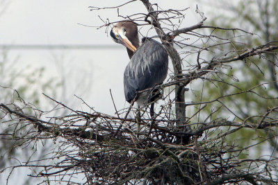 Great Blue Heron on Nest she is Building