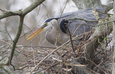 Nesting Great Blue Heron