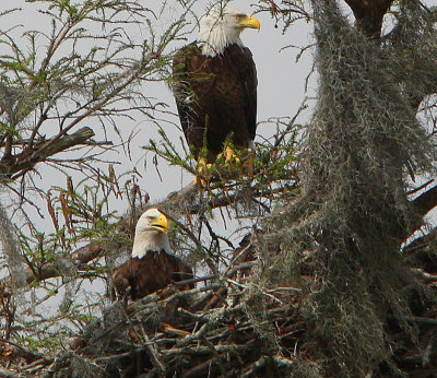 Bald Eagles in Louisiana