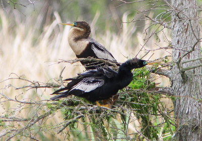 Anhingas in Their Courting Mode