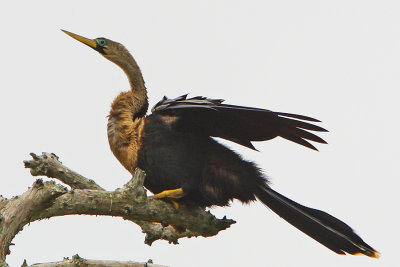 Anhinga (female) in breeding colors and feathers