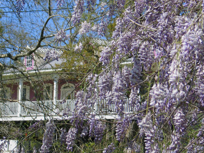 Wisteria in the Deep South