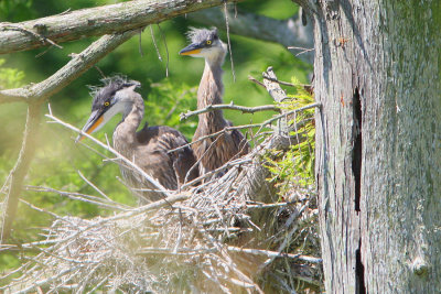 Young Great Blue Herons