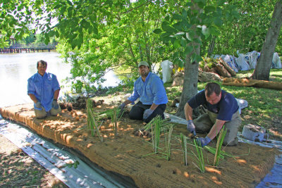 Planting a Floating Island in Recycled Plastic covered With Cocoa matting