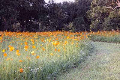 Wildflowers