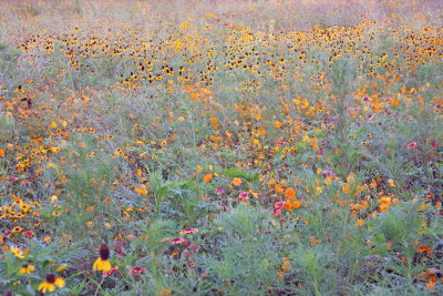 Wildflowers in a Meadow