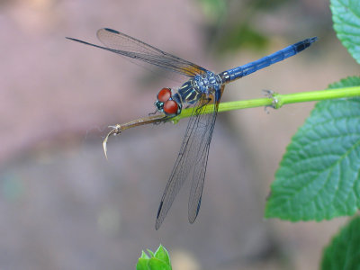 Dragon Fly (we call them Mosquito hawks)