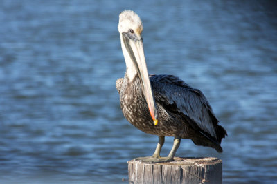 Pelican (old one)