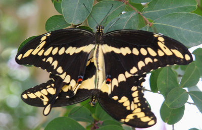 Mating Butterflies