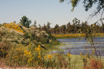 A Louisiana Autumn 