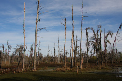 Disappearance of Cypress Trees