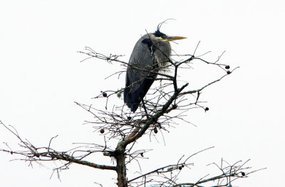 Great Blue Heron on a Cold, Grey Day