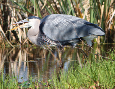 Great Blue Heron Swallowing His Lunch