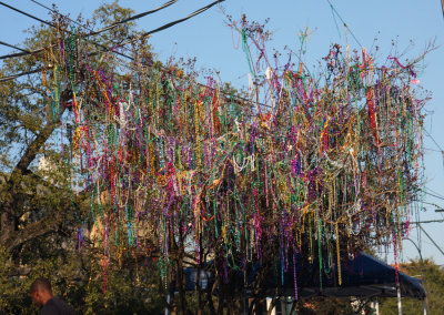 A Mardi Gras Tree in New Orleans