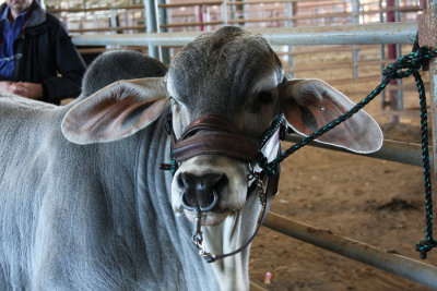 The beautiful face of a Brahman Bull