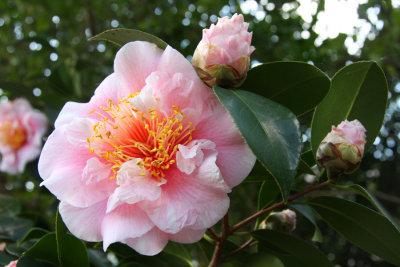 Camellia japonica