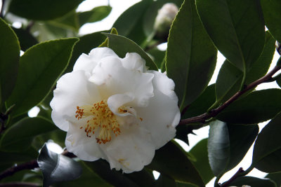 White Camellia japonica