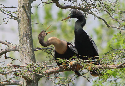 Mating Season for the Anhinga