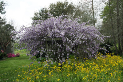 wisteria March 21 2015 