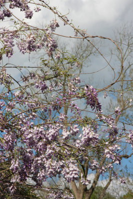 The Wisteria Waltz