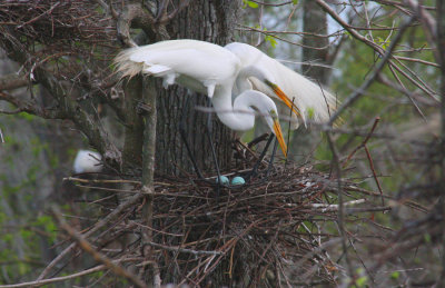 An Egret's Easter