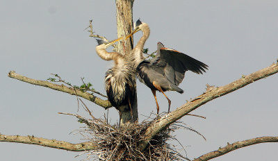 Great Blue Herons in Their Easter Clothes