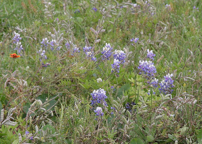 Bluebonnets and an Indian Blanket