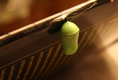 The Chrysalis of the Monarch Butterfly